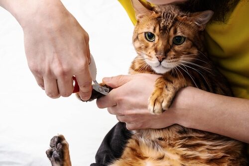 Cuándo cortar las uñas a un gato