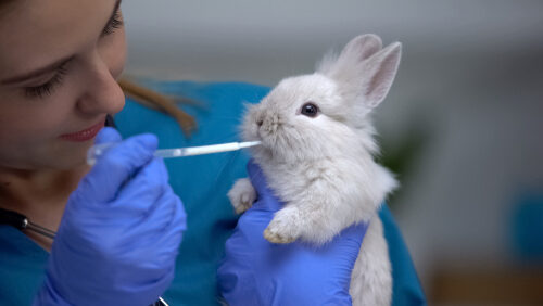 Cómo desparasitar a un conejo