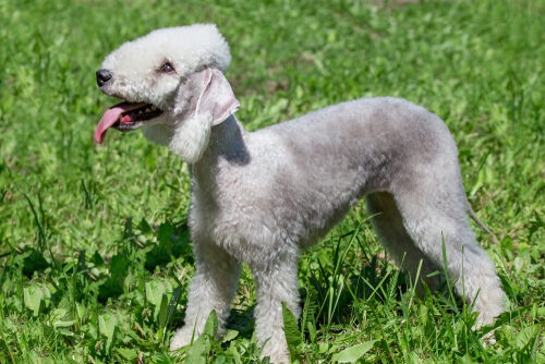 Características del bedlington terrier