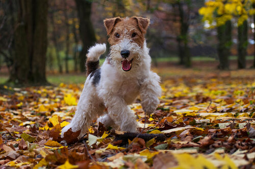 Características del fox terrier de pelo duro