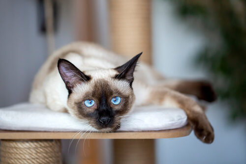 Características del gato siamés