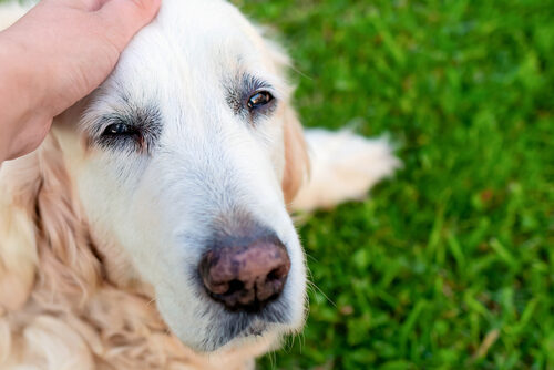 Enfermedades más comunes en perros mayores