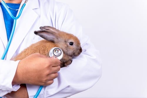 Por qué mi conejo no quiere comer