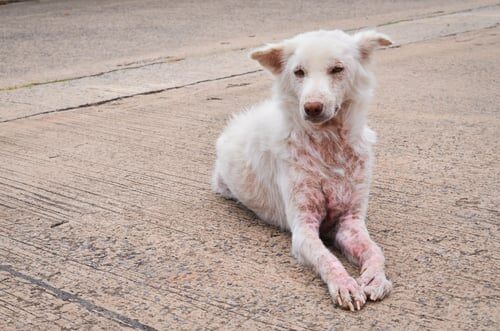 Dermatitis en perros: síntomas, causas, tipos y tratamientos