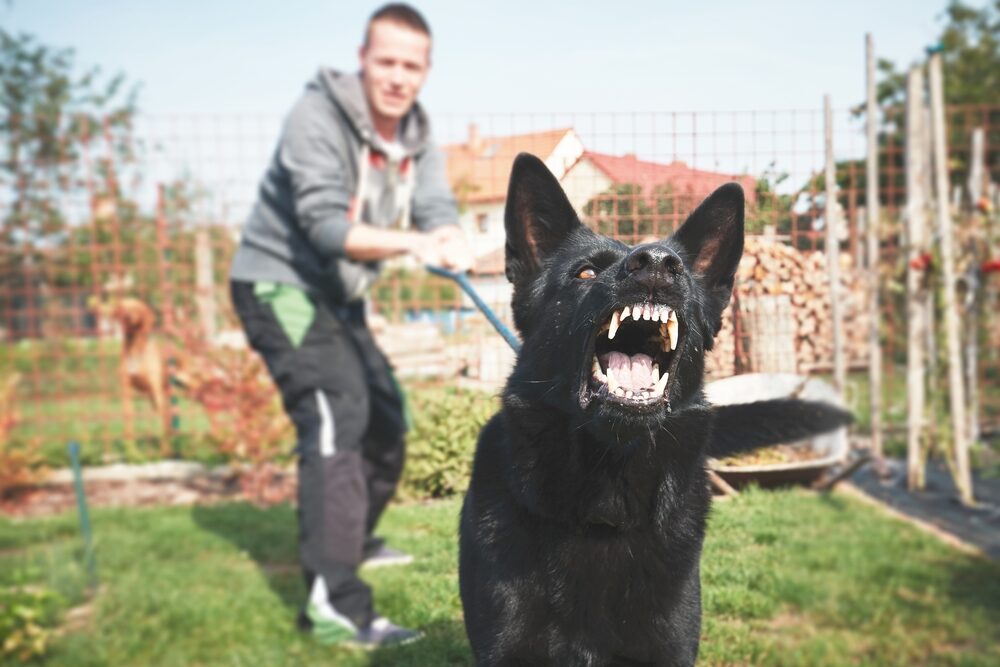 Qué es un perro reactivo