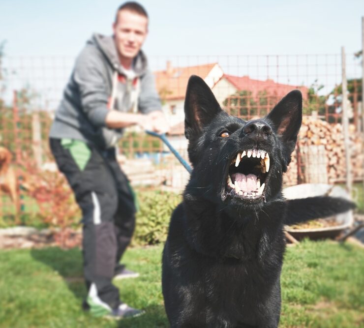 Qué es un perro reactivo