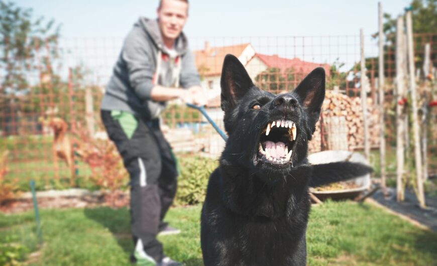 Qué es un perro reactivo