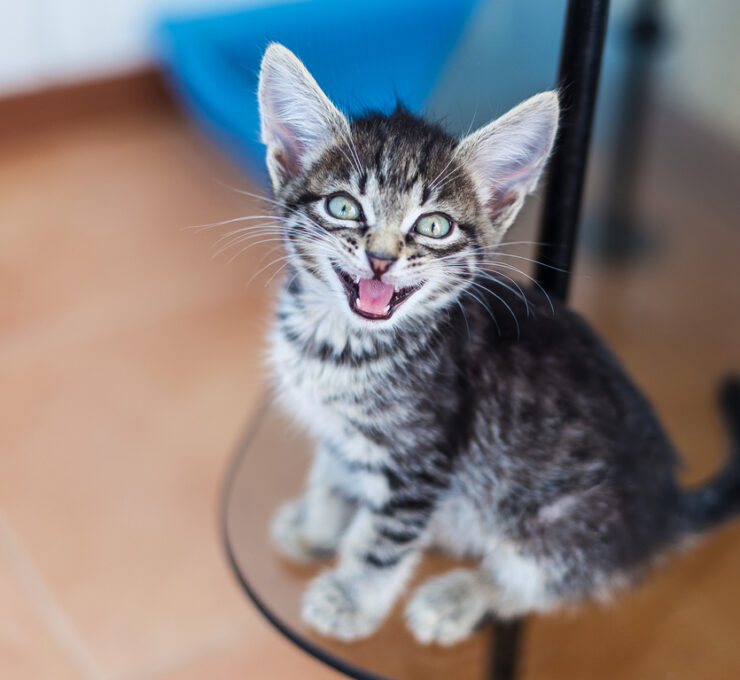 Por qué mi gato maúlla tanto
