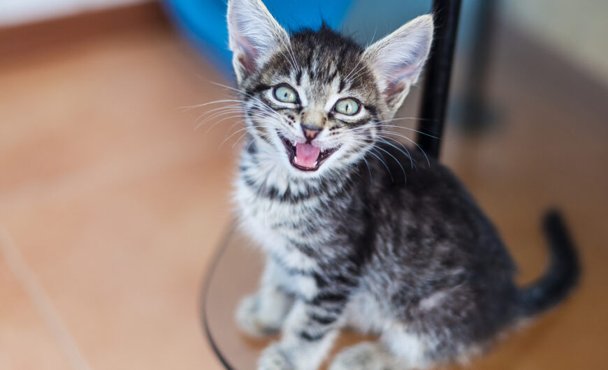 Por qué mi gato maúlla tanto