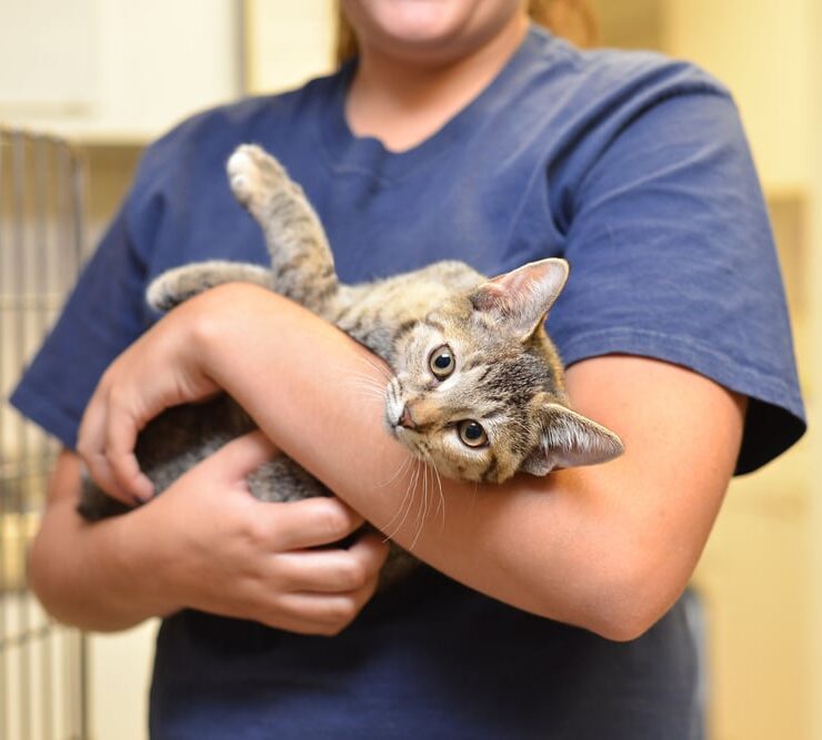 Edad ideal para adoptar un gato