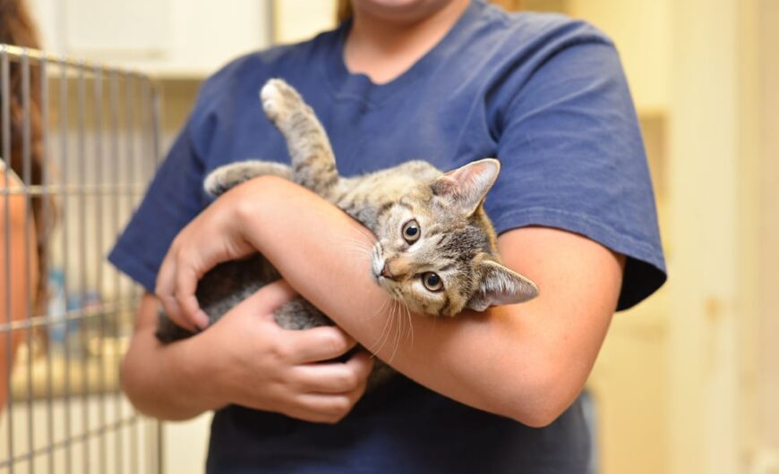 Edad ideal para adoptar un gato