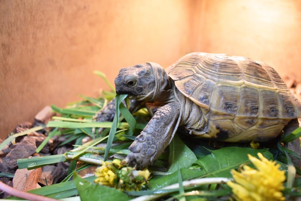 Cada cuánto comen las tortugas de tierra