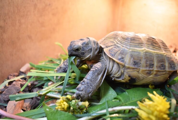 Cada cuánto comen las tortugas de tierra