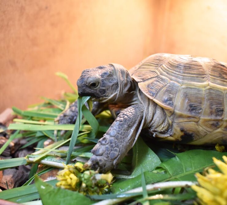 Cada cuánto comen las tortugas de tierra