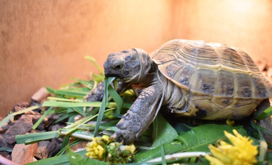 Cada cuánto comen las tortugas de tierra