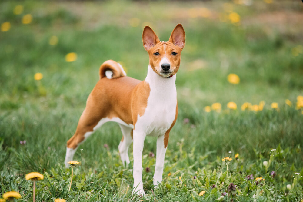 Perro basenji: características y cuidados