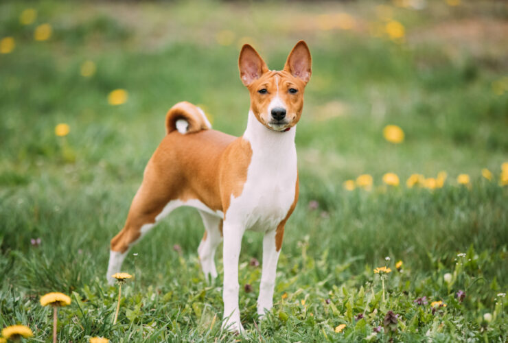 Perro basenji: características y cuidados