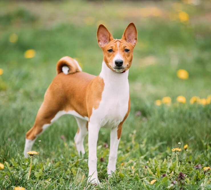 Perro basenji: características y cuidados
