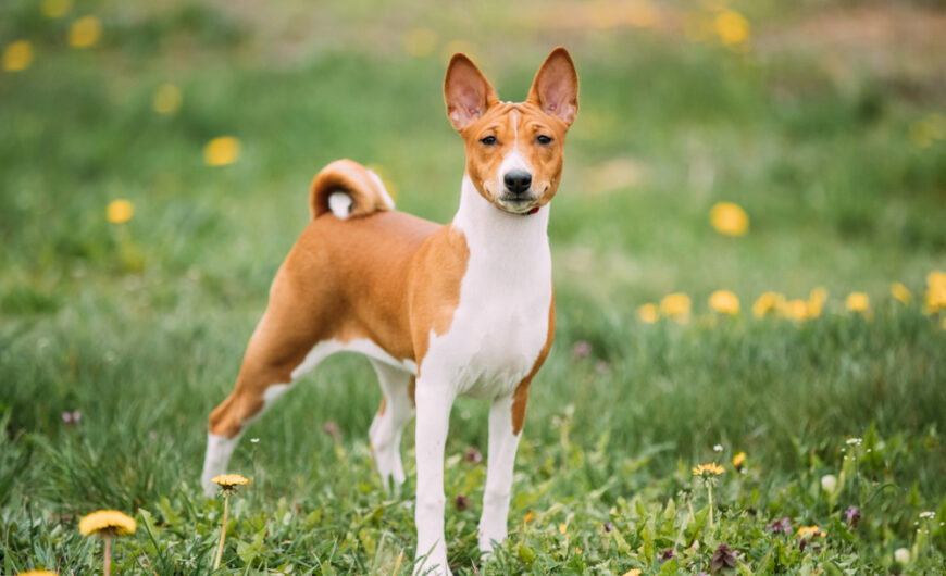 Basenji: Características, Cuidados y Enfermedades Comunes