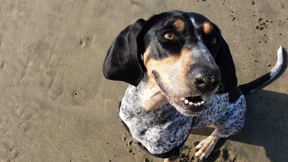 Perro coonhound: características y cuidados