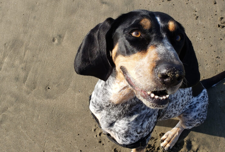 Perro coonhound: características y cuidados