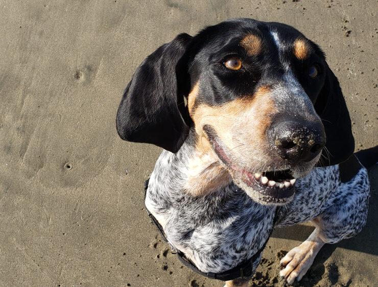 Perro coonhound: características y cuidados