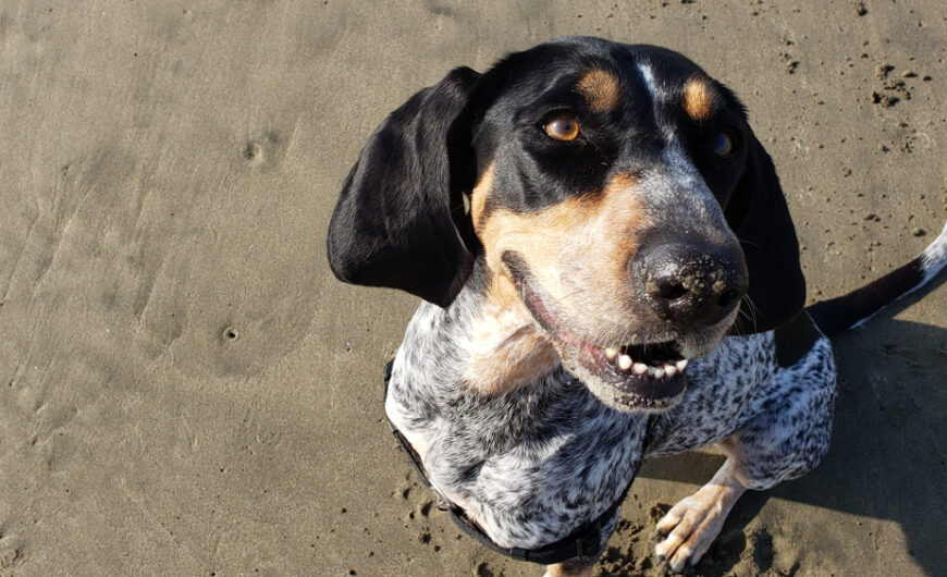Perro coonhound: características y cuidados