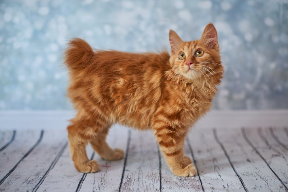 Características del bobtail americano