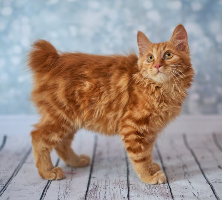Características del bobtail americano