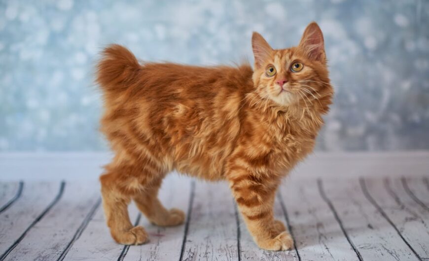 Características del bobtail americano
