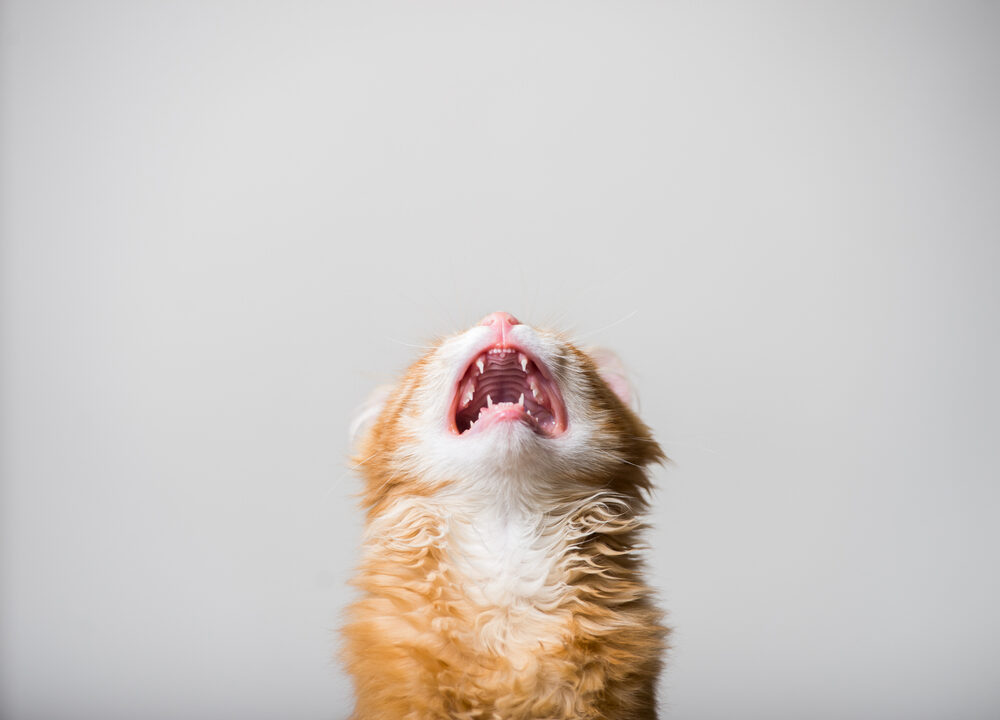 Síntomas de rabia en gatos