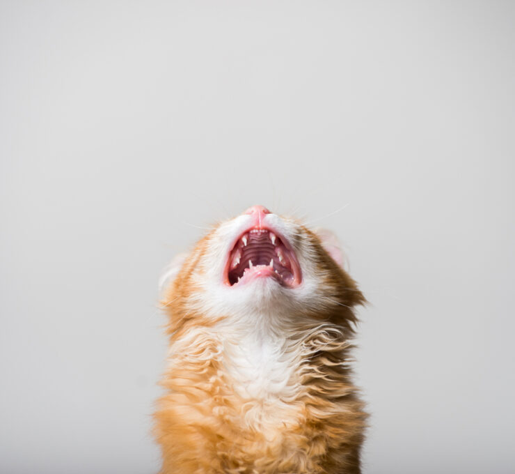 Síntomas de rabia en gatos