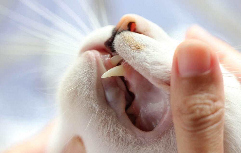 Cuándo se le caen los dientes a los gatos