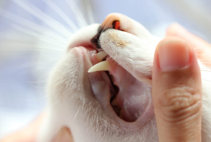 Cuándo se le caen los dientes a los gatos