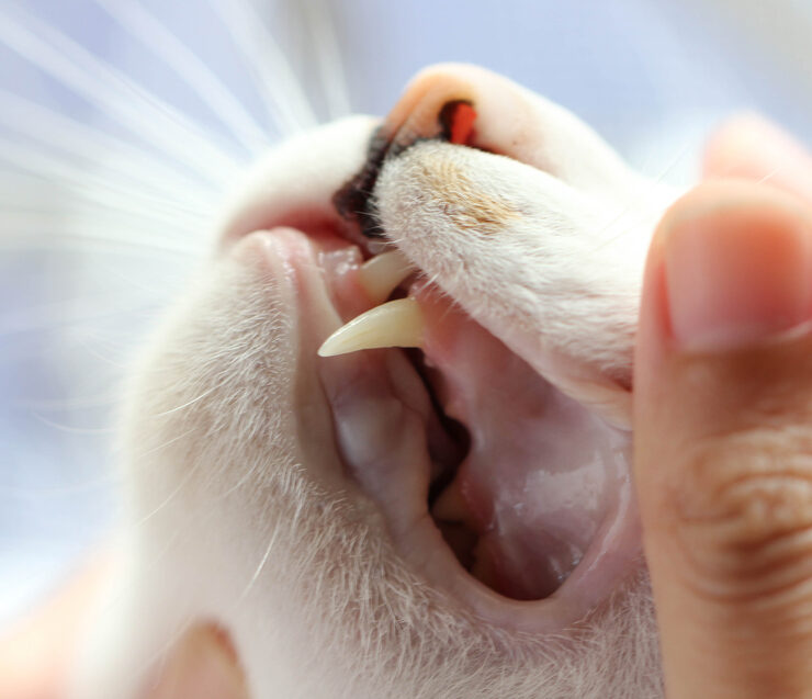 Cuándo se le caen los dientes a los gatos