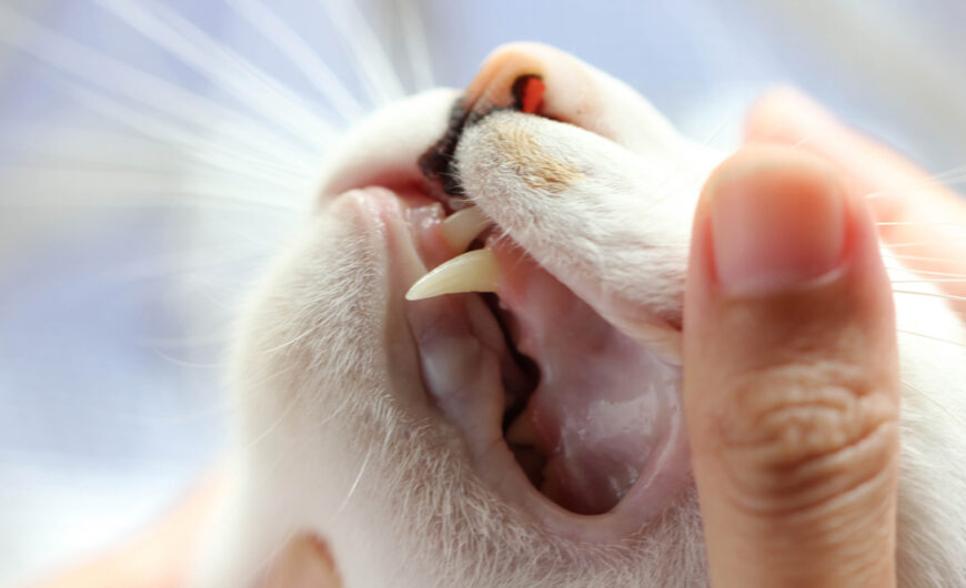Cuándo se le caen los dientes a los gatos