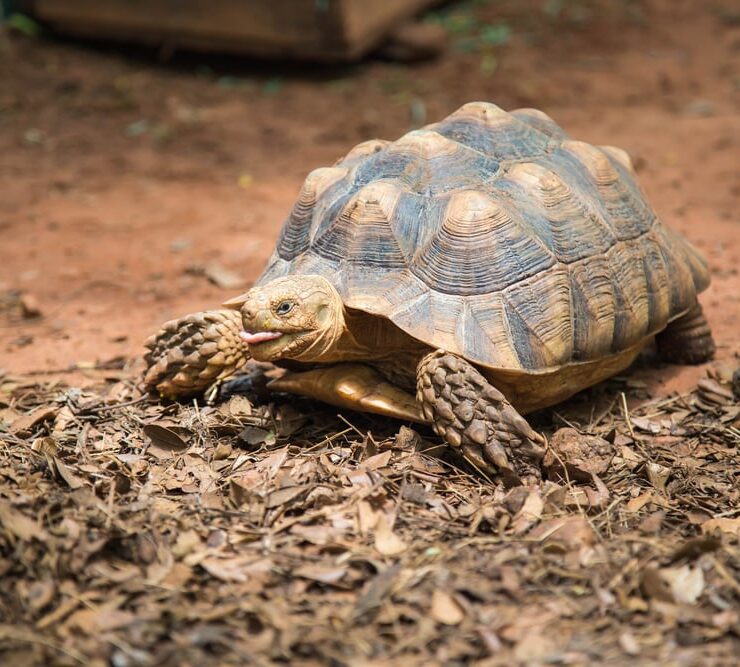 Cuidados básicos de una tortuga de tierra