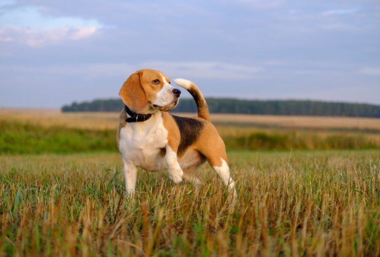 Características del beagle