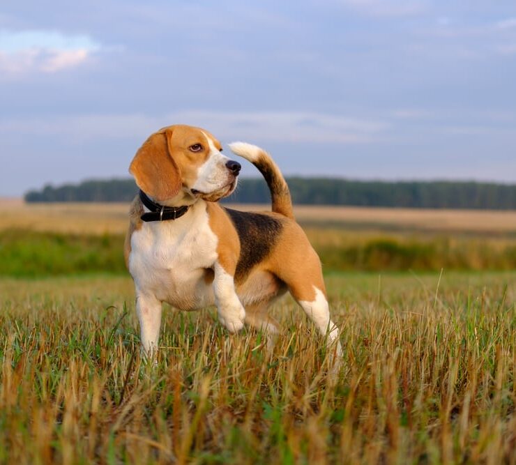 Características del beagle