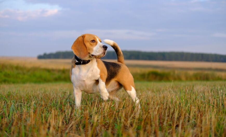 Beagle: características, temperamento y origen