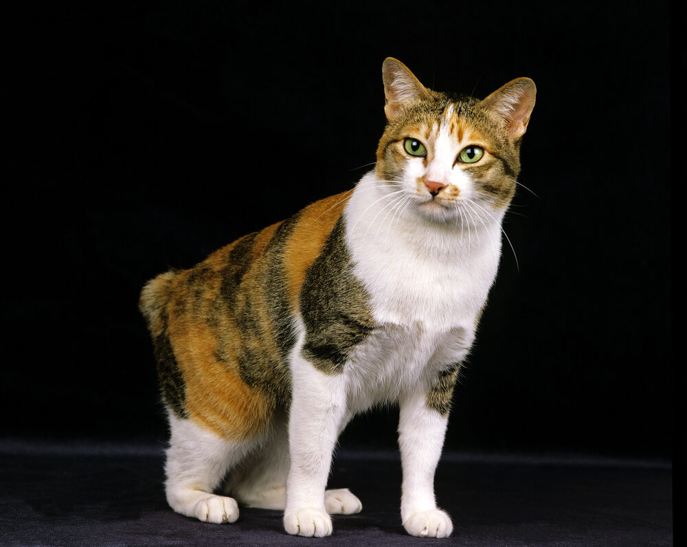 Características del bobtail japonés