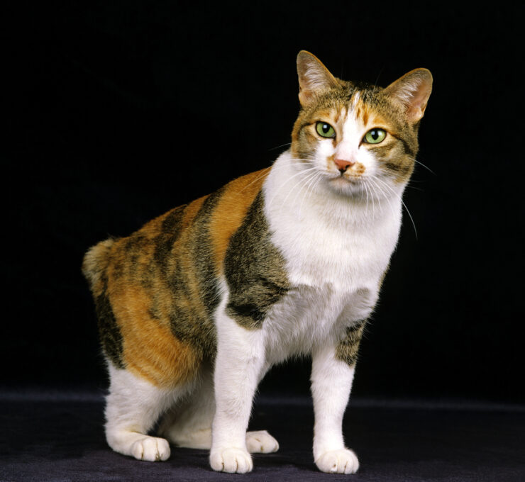 Características del bobtail japonés