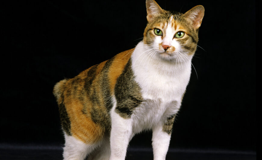 Características del bobtail japonés