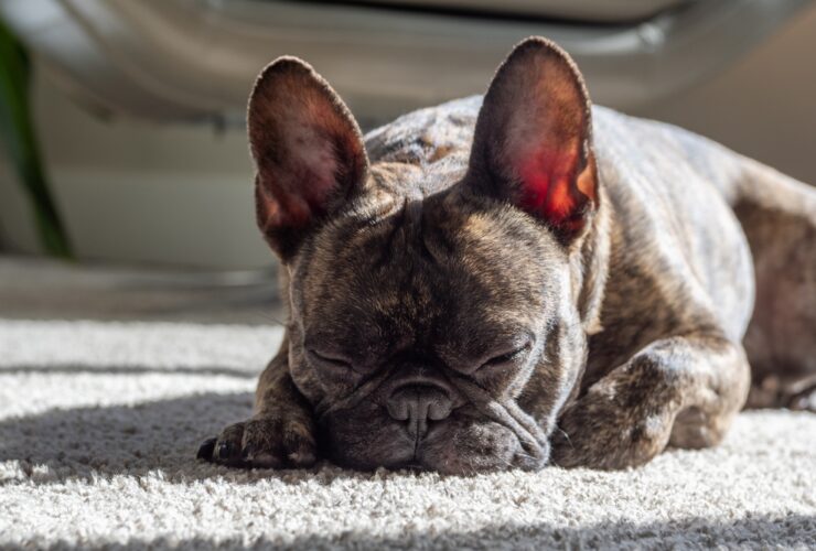 Cuánto duerme un perro al día