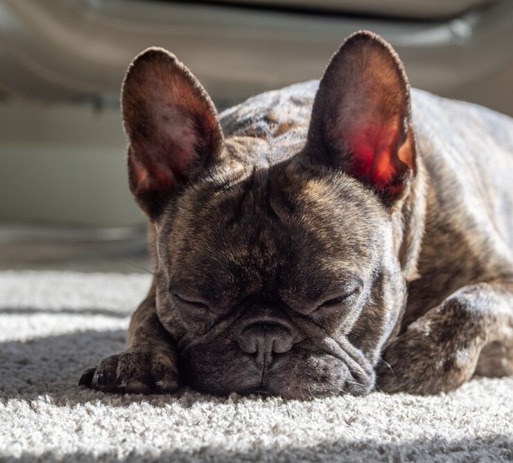 Cuánto duerme un perro al día