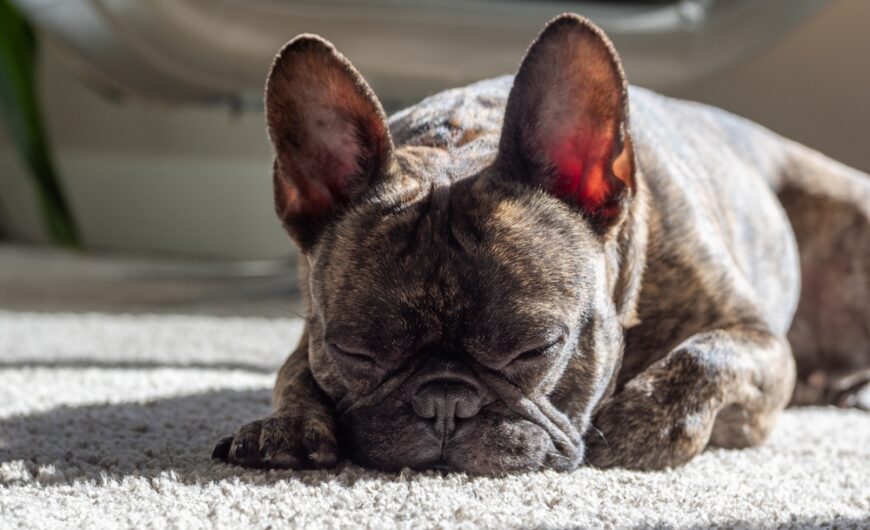 Cuánto duerme un perro al día