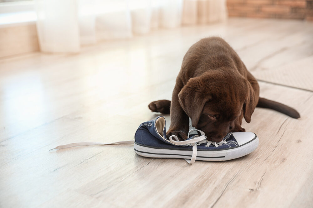 Por qué mi cachorro lo muerde todo