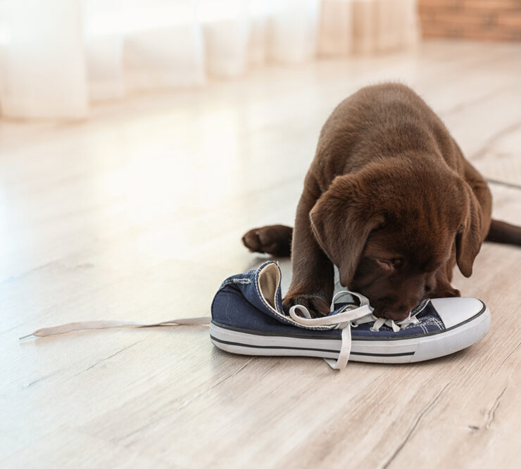 Por qué mi cachorro lo muerde todo