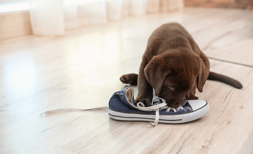 Por qué mi cachorro lo muerde todo