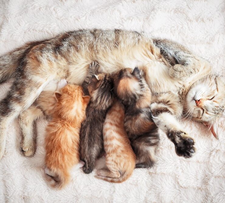 Cómo empieza el parto de una gata